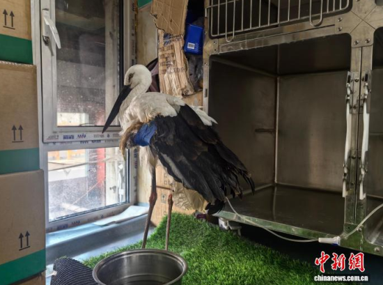 �܂��Ė|�����X���ڽ����ί�����ʯ���� �z