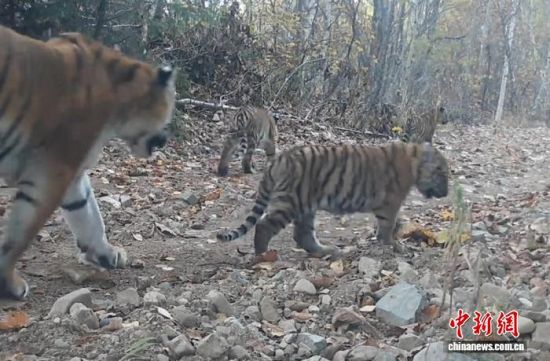 2025���ږ|��������(gu��)�ҹ��@�Ĕz���Ė|������(��ҕ��ý���D)