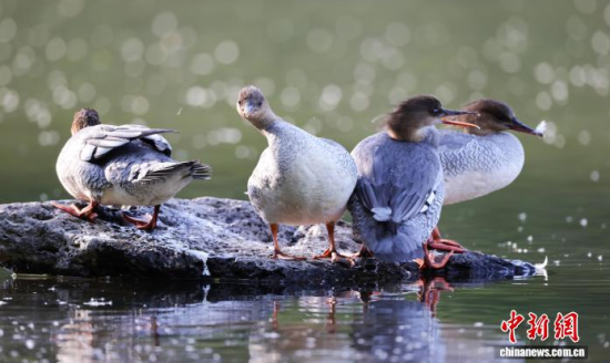 ���A��ɳ�����ԁ����w��ˮ��ʯ�^����Ϣ�����w��� �z