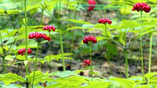 �����J�C�����D�˅������ء���Ȧ